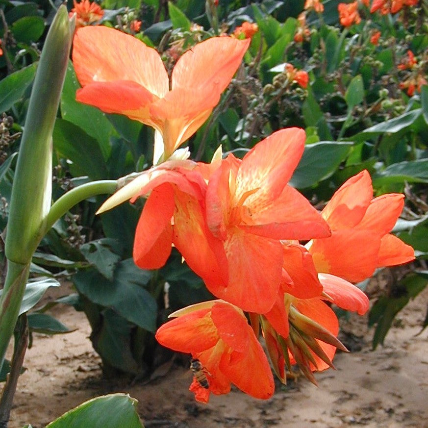 Orange Punch Canna Flower Bulbs