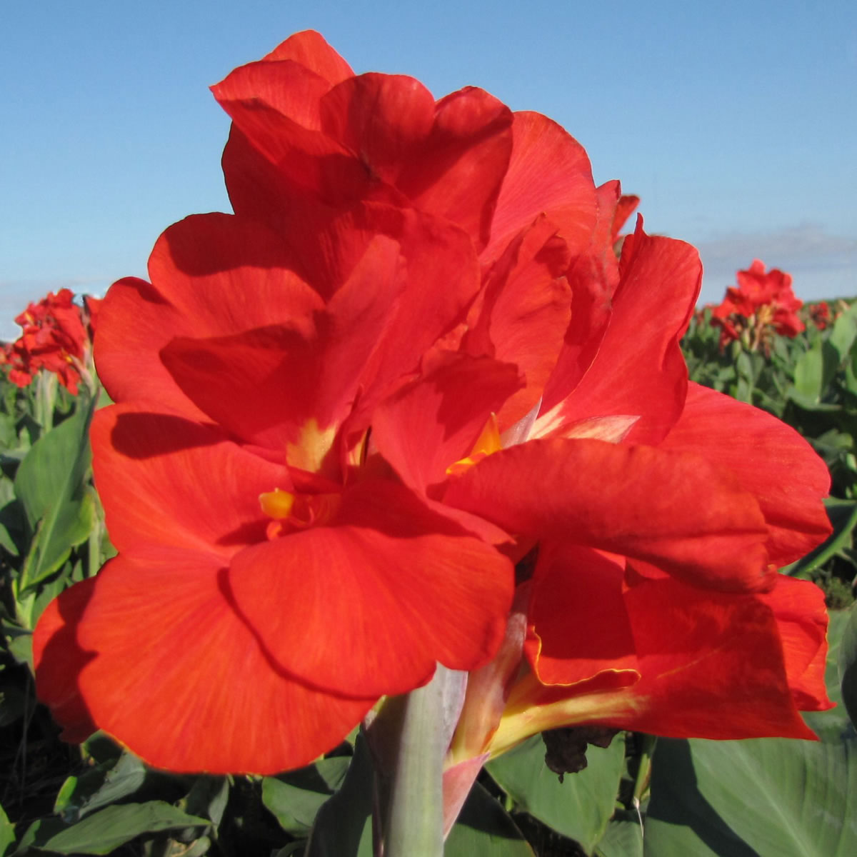 President Canna Flower Bulbs