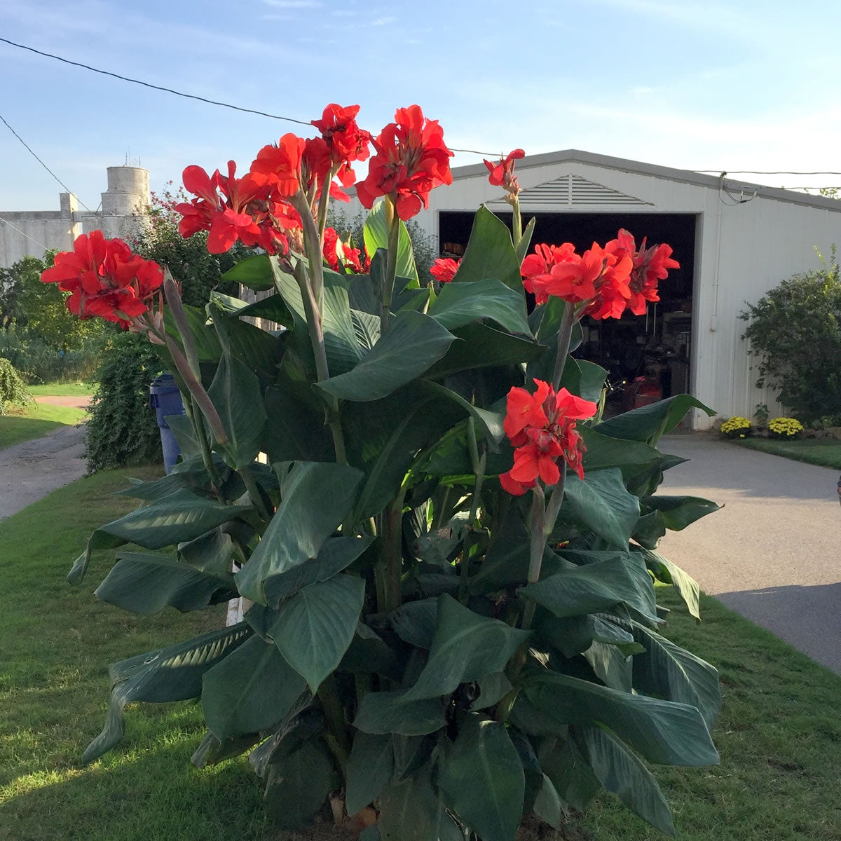 President Canna Flower Bulbs