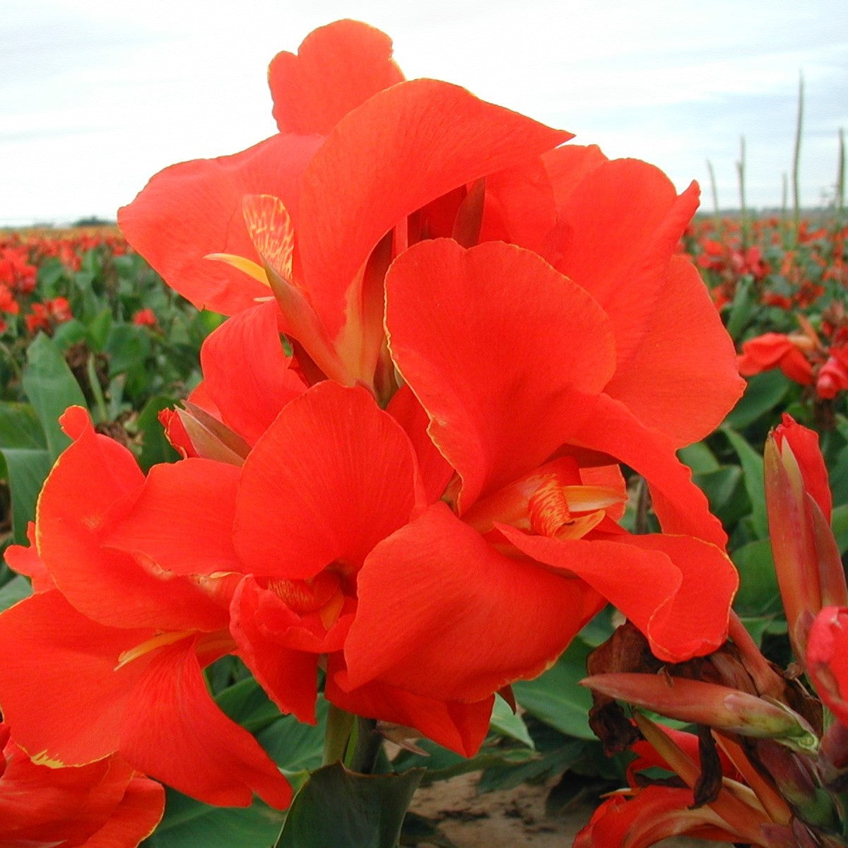 President Canna Flower Bulbs