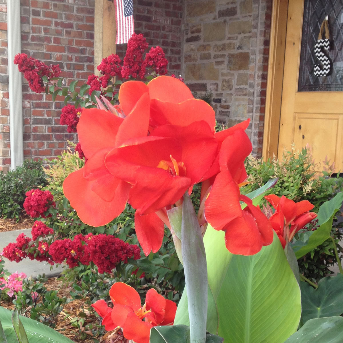 President Canna Flower Bulbs