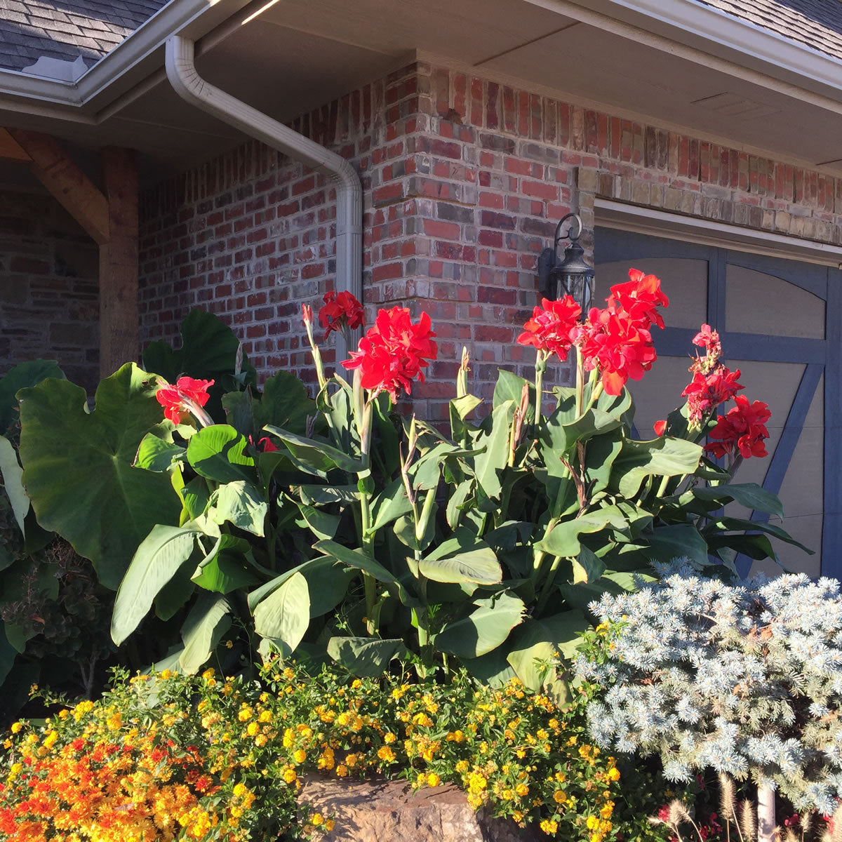 President Canna Flower Bulbs