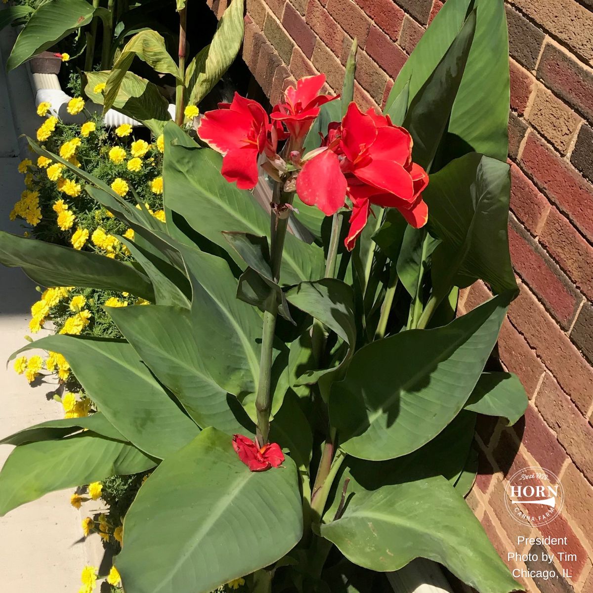 President Canna Flower Bulbs