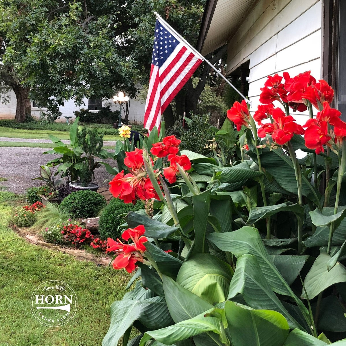 President Canna Flower Bulbs