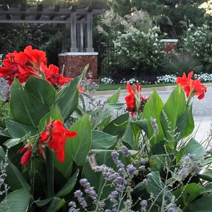 President Canna Flower Bulbs