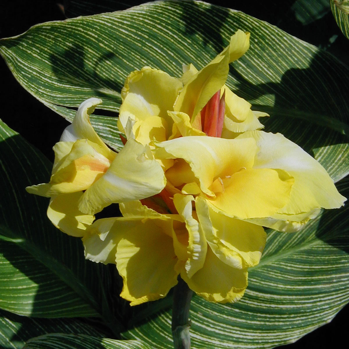 Striped Beauty Canna Flower Bulbs