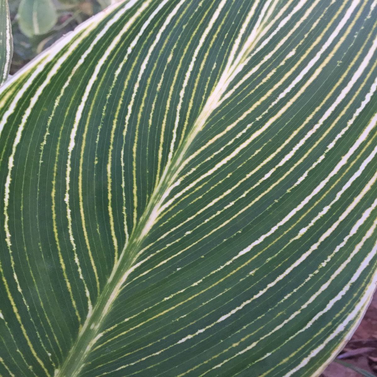 Striped Beauty Canna Flower Bulbs