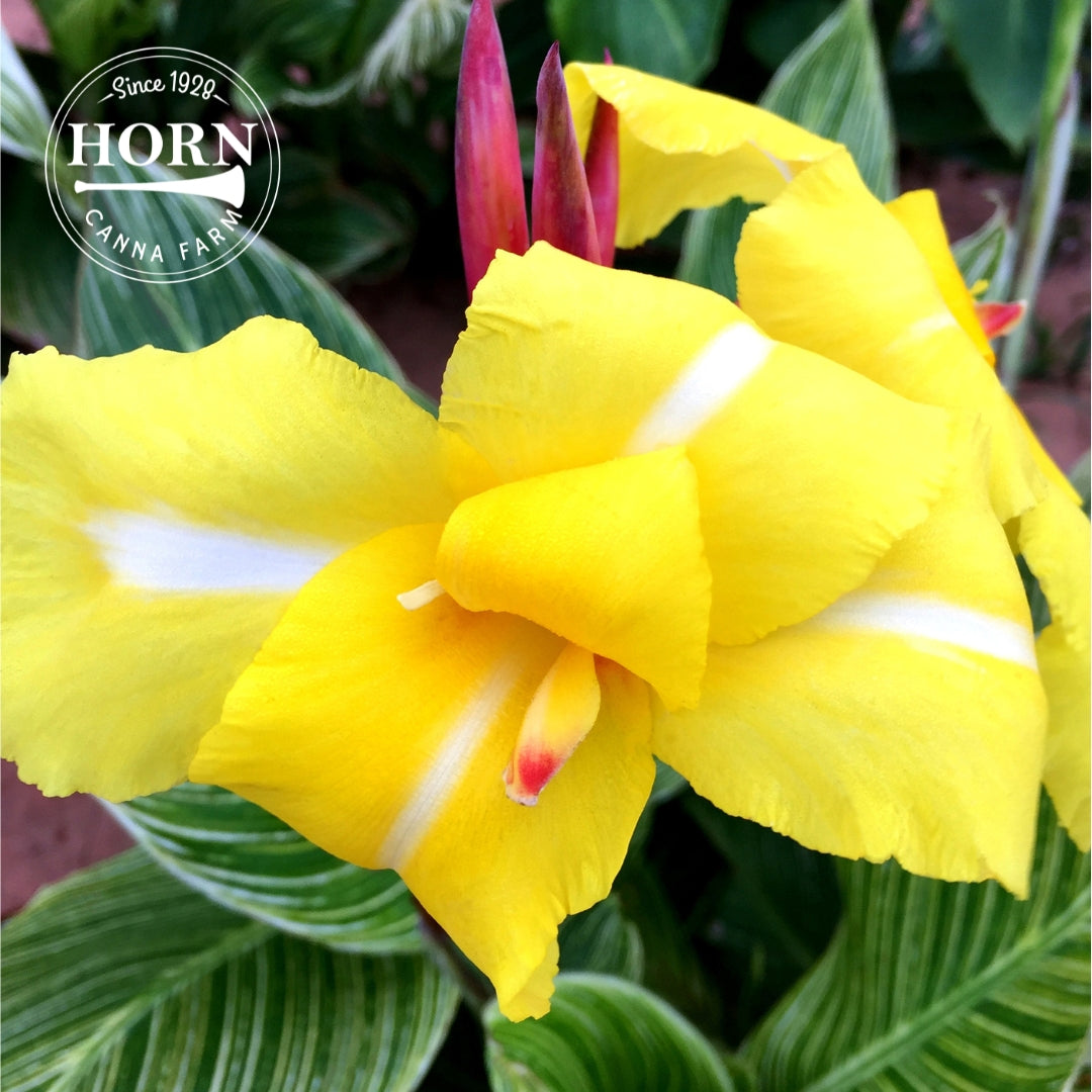 striped lily flower Striped Beauty Canna Flower Bulbs – Horn Canna Farm