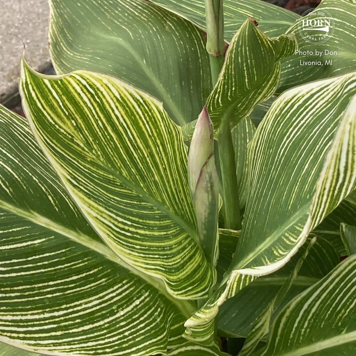 Striped Beauty Canna Flower Bulbs