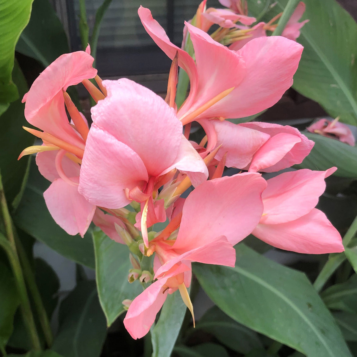Thai Pink Canna Flower Bulbs