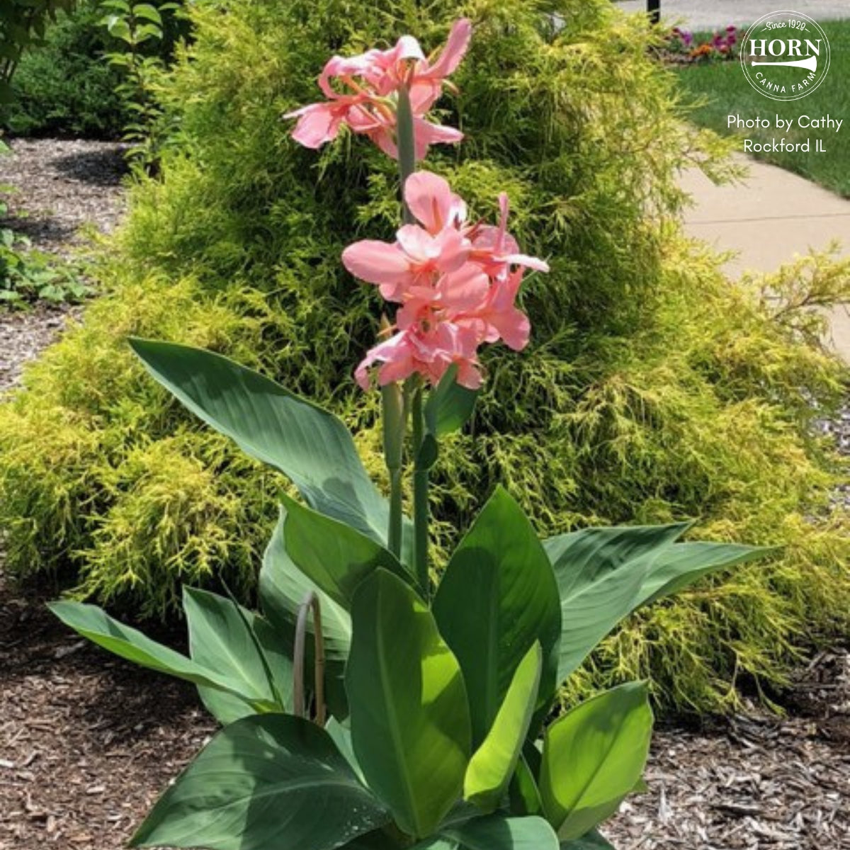 Thai Pink Canna Flower Bulbs