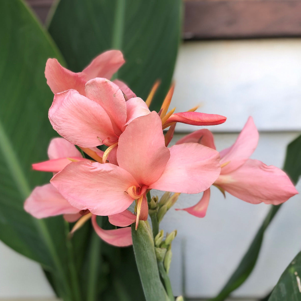 Thai Pink Canna Flower Bulbs