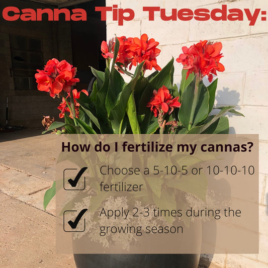 May Newsletter: Canna Tips Just for You!