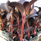 July 2023 Newsletter: New Variety, Cleopatra Red