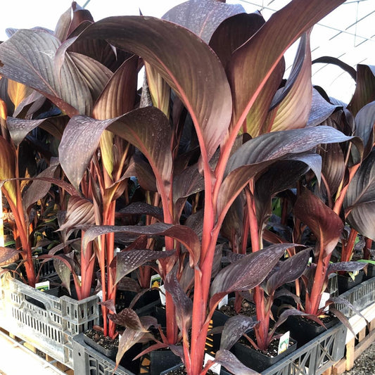 July 2023 Newsletter: New Variety, Cleopatra Red