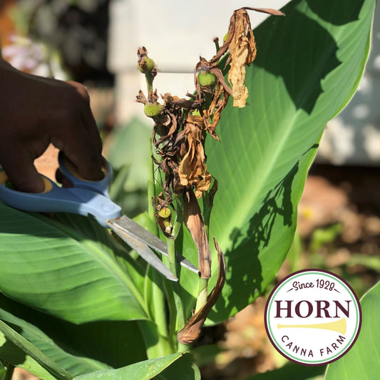 How to Remove Spent Canna Blooms