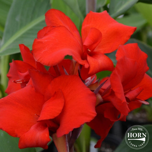 May Spotlight: NEW Fire Dragon Plants!