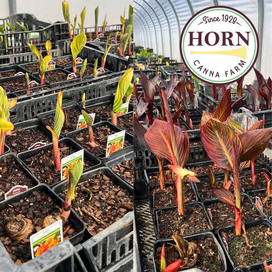 April 2023 Newsletter: New Mother's Day Collection