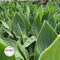 April Newsletter: Helpful Tips, Farm Pictures & More!