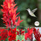 February Newsletter: Canna collections make it easy to choose!