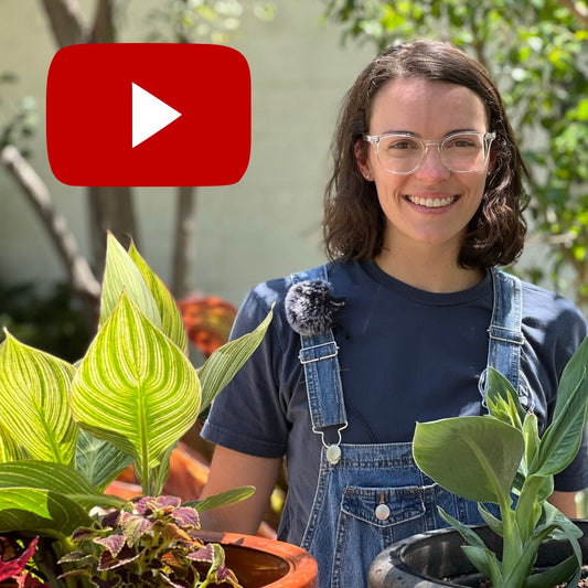 Instant Combination Pots with Canna Plants | July 2022
