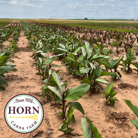 June 2023 Newsletter: Monthly Farm News