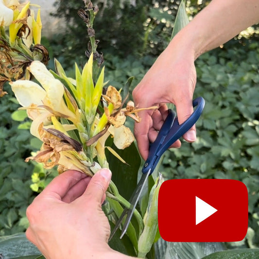 Removing Spent Canna Blooms | June 2022