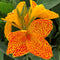 June 2021 Newsletter: We Always Answer Emails, Information on Watering Cannas