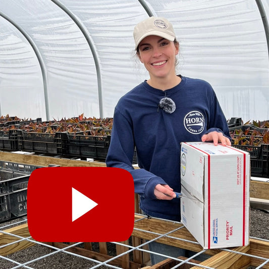 Unboxing Canna Bulbs | March 2022