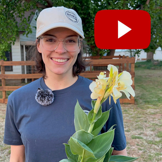 Unboxing Live Canna Plants | May 2022