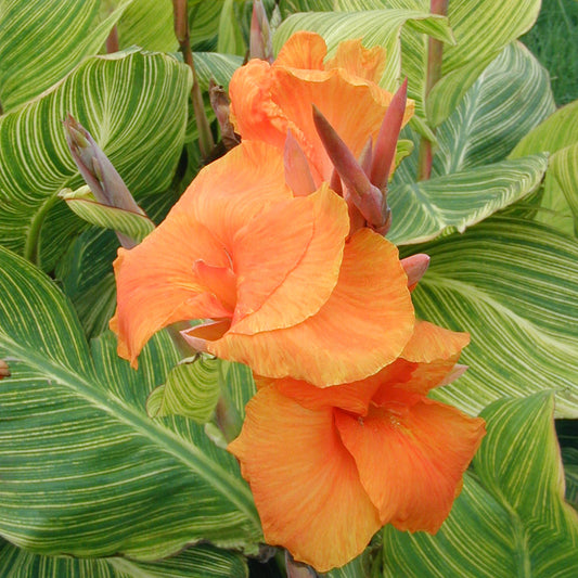 Are 'Pretoria' and 'Bengal Tiger' the same canna?
