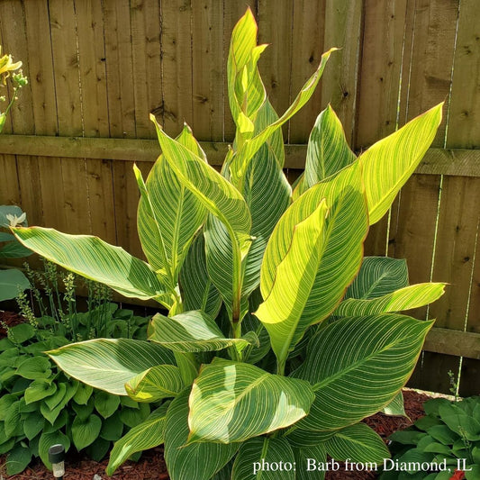 June 2022 Newsletter: We always answer emails, watering Cannas