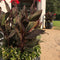 Cannas are a Thriller in Container Gardening