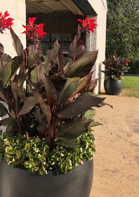Cannas are a Thriller in Container Gardening