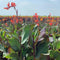 September 2021 Newsletter: How to Remove Canna Leafrollers, Website Open for Spring 2022 Pre-Orders, NEW Orange Musifolia