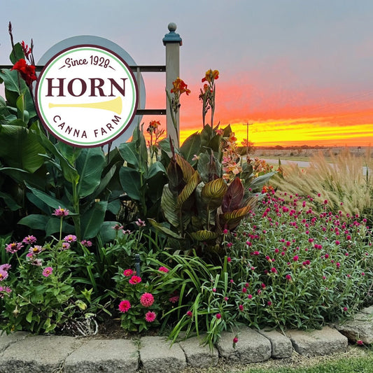 November Newsletter: We are thankful to have finished our 2024 canna harvest!