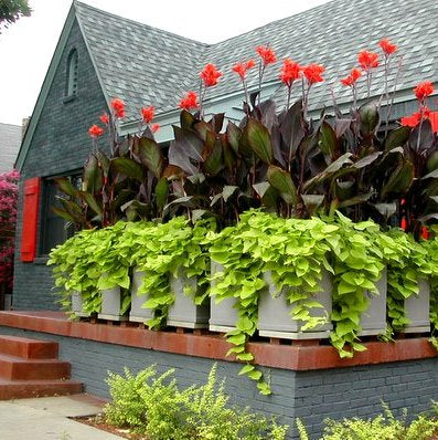 Canna or Canna Lily?  Which is the correct name?