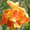 May Spotlight: Yellow King Humbert