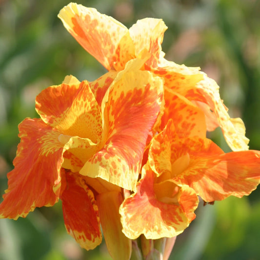 May Spotlight: Yellow King Humbert