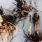 Canna Rhizomes or Canna Bulbs?  A common question!