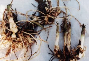 Canna Rhizomes or Canna Bulbs?  A common question!