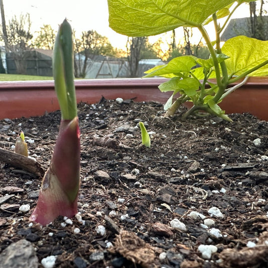 Quick Tip if Late Spring Freeze