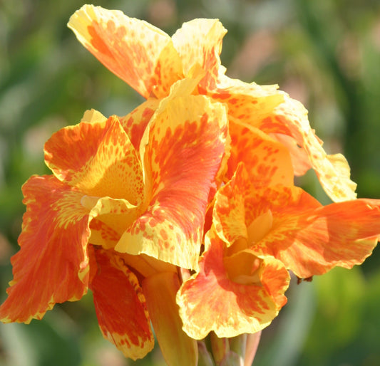 March Newsletter: Yellow King Humbert Spotlight