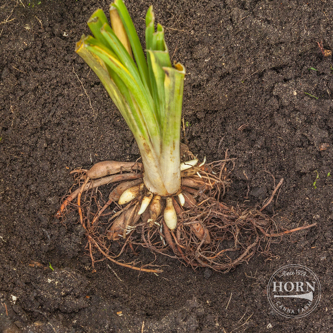 El Desperado Daylily Flower Bulbs