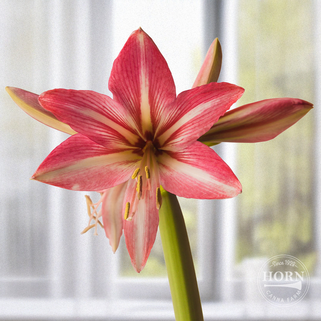Amaryllis Flower Bulbs – Horn Canna Farm