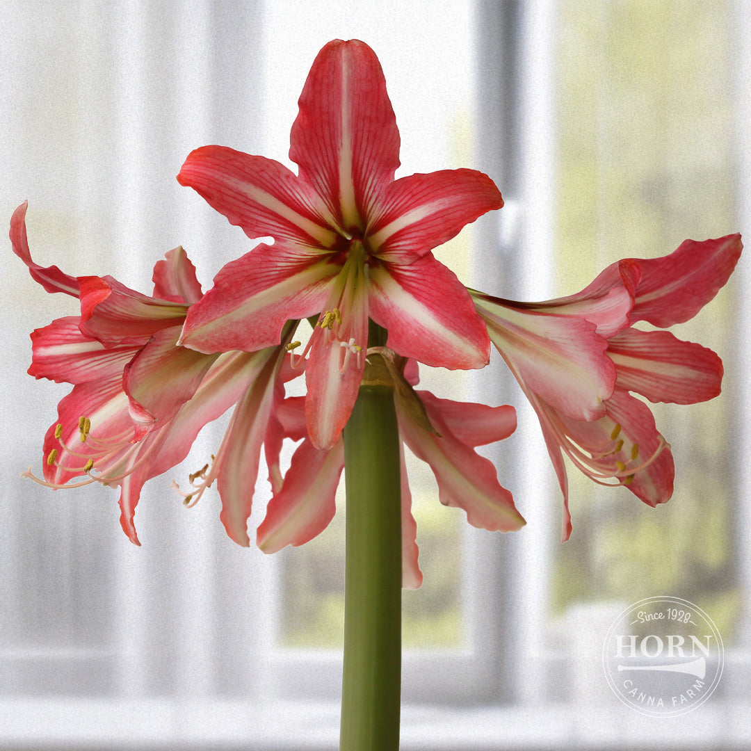 Pinkolo Amaryllis Flower Bulbs
