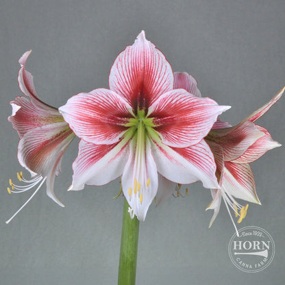Glee Amaryllis Flower Bulbs