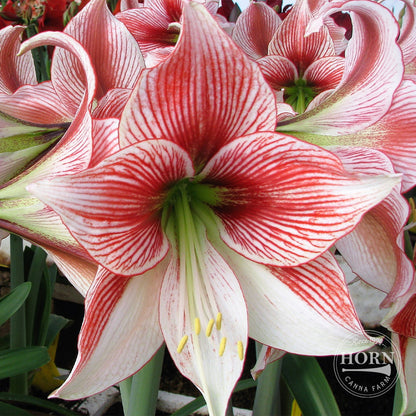 Glee Amaryllis Flower Bulbs