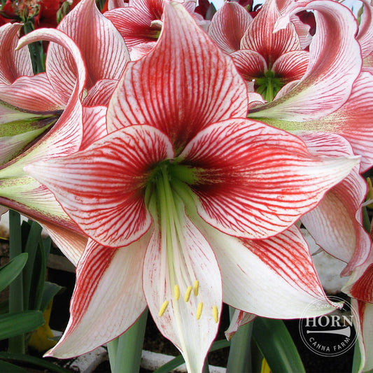 Glee Amaryllis Flower Bulbs