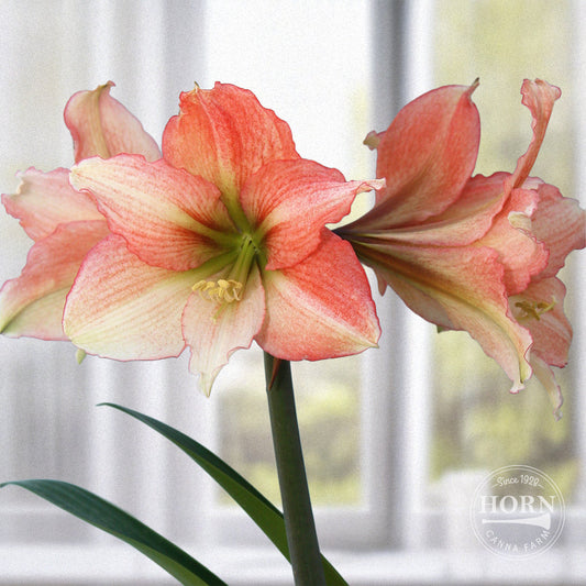 Tinkerbell Amaryllis Flower Bulbs
